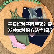 千日红种子哪里买？高发芽率种植方法全解析（图2）