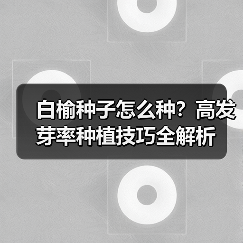白榆种子怎么种？高发芽率种植技巧全解析（图1）
