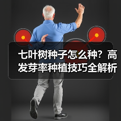 七叶树种子怎么种？高发芽率种植技巧全解析（图1）
