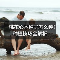 桃花心木种子怎么种？种植技巧全解析（图2）