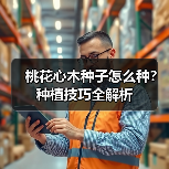 桃花心木种子怎么种?种植技巧全解析(图3) 桃花心木种子怎么种?种植技巧全解析(图3)