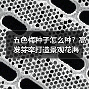 五色梅种子怎么种？高发芽率打造景观花海（图2）