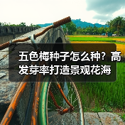 五色梅种子怎么种？高发芽率打造景观花海（图1）
