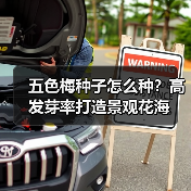 五色梅种子怎么种?高发芽率打造景观花海(图4) 五色梅种子怎么种?高发芽率打造景观花海(图4)