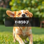 朴树种子（图1）