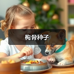 枸骨种子（图2）