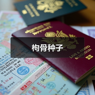 枸骨种子（图3）