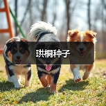 珙桐种子（图1）