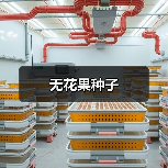 无花果种子(图4) 无花果种子(图4)