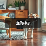 血藤种子（图3）