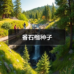 番石榴种子（图1）