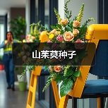 山茱萸种子（图2）
