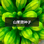 山茱萸种子（图4）