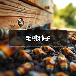 毛桃种子(图2) 毛桃种子(图2)