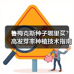 鲁梅克斯种子哪里买？高发芽率种植技术指南（图3）