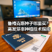 鲁梅克斯种子哪里买？高发芽率种植技术指南（图4）