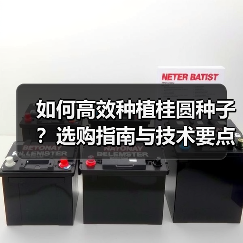 如何高效种植桂圆种子?选购指南与技术要点全解析(图2) 如何高效种植桂圆种子?选购指南与技术要点全解析(图2)