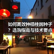 如何高效种植桂圆种子?选购指南与技术要点全解析(图4) 如何高效种植桂圆种子?选购指南与技术要点全解析(图4)