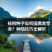 棕树种子如何提高发芽率？种植技巧全解析（图3）