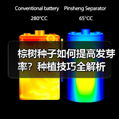 棕树种子如何提高发芽率？种植技巧全解析（图4）