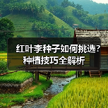 红叶李种子如何挑选？种植技巧全解析（图2）