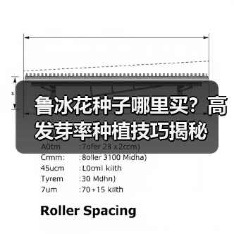 鲁冰花种子哪里买？高发芽率种植技巧揭秘（图1）