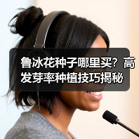 鲁冰花种子哪里买？高发芽率种植技巧揭秘（图2）