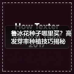 鲁冰花种子哪里买?高发芽率种植技巧揭秘(图4) 鲁冰花种子哪里买?高发芽率种植技巧揭秘(图4)