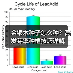金银木种子怎么种?高发芽率种植技巧详解(图2) 金银木种子怎么种?高发芽率种植技巧详解(图2)