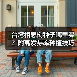 台湾相思树种子哪里买？附高发芽率种植技巧（图1）