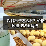 沙棘种子怎么种？价格、种植技巧全解析（图3）