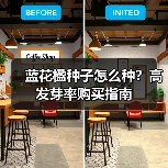 蓝花楹种子怎么种？高发芽率购买指南（图1）