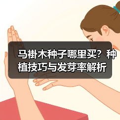 马褂木种子哪里买？种植技巧与发芽率解析（图2）