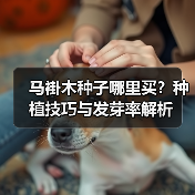 马褂木种子哪里买？种植技巧与发芽率解析（图1）