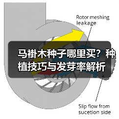 马褂木种子哪里买？种植技巧与发芽率解析（图4）
