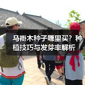 马褂木种子哪里买？种植技巧与发芽率解析（图3）