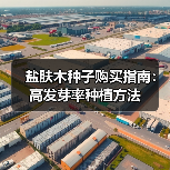 盐肤木种子购买指南：高发芽率种植方法（图3）