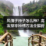 风信子种子怎么种？高发芽率种植方法全解析（图3）