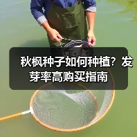 秋枫种子如何种植?发芽率高购买指南(图3) 秋枫种子如何种植?发芽率高购买指南(图3)