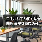 三尖杉种子种植方法全解析 高发芽率技巧分享(图2) 三尖杉种子种植方法全解析 高发芽率技巧分享(图2)