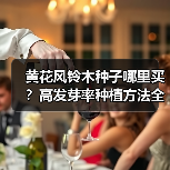 黄花风铃木种子哪里买?高发芽率种植方法全解析(图3) 黄花风铃木种子哪里买?高发芽率种植方法全解析(图3)