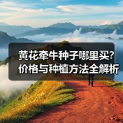 黄花牵牛种子哪里买？价格与种植方法全解析（图3）