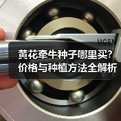 黄花牵牛种子哪里买？价格与种植方法全解析（图4）
