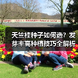 天竺桂种子如何选?发芽率高种植技巧全解析(图2) 天竺桂种子如何选?发芽率高种植技巧全解析(图2)