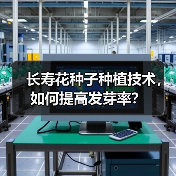 长寿花种子种植技术,如何提高发芽率?(图3) 长寿花种子种植技术,如何提高发芽率?(图3)