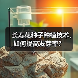 长寿花种子种植技术，如何提高发芽率？（图4）