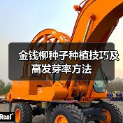 金钱柳种子种植技巧及高发芽率方法（图2）