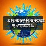 金钱柳种子种植技巧及高发芽率方法（图4）