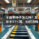 羊蹄甲种子怎么种?发芽率91%高,如何选购?(图2) 羊蹄甲种子怎么种?发芽率91%高,如何选购?(图2)