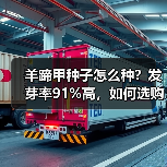 羊蹄甲种子怎么种?发芽率91%高,如何选购?(图3) 羊蹄甲种子怎么种?发芽率91%高,如何选购?(图3)